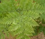 Davallia canariensis 1 ies.jpg