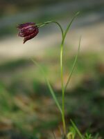 Fritillaria meleagroides 2595.jpg
