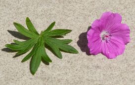 Geranium sanguineum Elsbeth C.jpg