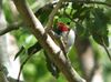 IMG 2933crop-puerto-rican-tody.JPG