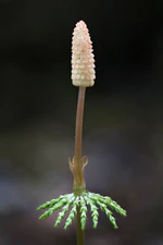 Meadow Horsetail II 2496723699.jpg