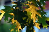 Oak leaves.jpg