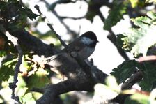 Poecile hyrcanus 122184675.jpg