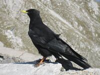 Pyrrhocorax-graculus-0020-a.jpg