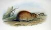 Rattus lutreolus - Gould.jpg
