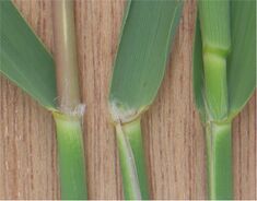 Riet ligula Phragmites australis.jpg