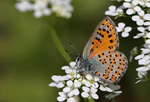 Tomares nogelii - Butterflies of Turkey.jpg