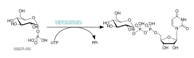 Uridyl Transferase-G1P.svg