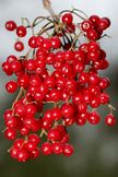 Viburnum Betulifolium Fruits 2.jpg