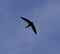 White-throated Needletail 09.jpg