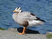Anser indicus, Streifengans 4.JPG