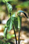 Arisaema triphyllum habit.jpg