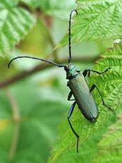 Aromia moschata 2a.JPG