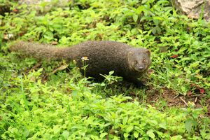 Brown mongoose.jpg