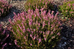 Calluna vulgaris 'Marleen' kz03.jpg