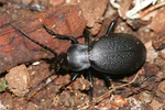Carabus coriaceus1.jpg