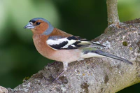Chaffinch (Fringilla coelebs).jpg
