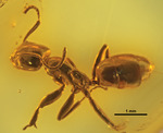 Eldermyrmex oblongiceps GZG-BST05036 profile.tif