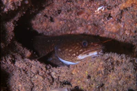 Gaidropsarus mediterraneus.jpg