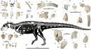 Jakapil skeletal.webp
