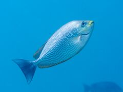 Java rabbitfish (Siganus javus) (46722835271).jpg