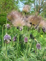 Pulsatilla pratensis subsp. bohemica5.jpg