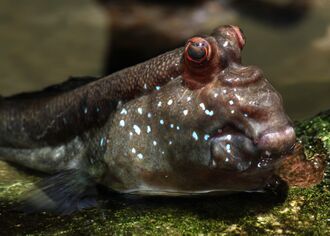 Schlammspringer Periophthalmus sp.jpg