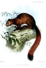 SciurusGerrardiWolf.jpg