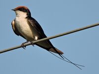 Wiretailed swallowed ,Chandigarh, India.JPG