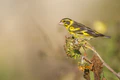 Yellow-fronted-greenfinch 30101927211 o 01.jpg