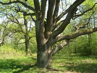 Усадьба Мордвиновых. Дуб 05.jpg