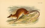 A hand-book to the marsupialia and monotremata (Plate XXXIII) (6008357667).jpg