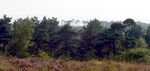 AshdownForest1.jpg