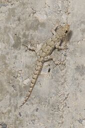 Benny Trapp Mediodactylus kotschyi.jpg