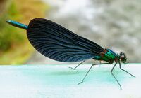 Calopteryx virgo E94-27.jpg