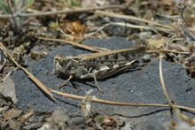 Dociostaurus maroccanus female La Palma 006.jpg