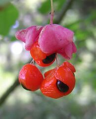 Euonymus-verrucosa.jpg