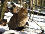 Felis silvestris Kočka divoká ZOO Děčín.jpg