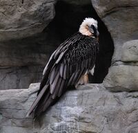Gypaetus barbatus qtl2.jpg