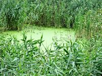 Kiziyarsky stream (Melitopol, Zaporizhia Oblast, Ukraine) 001.JPG