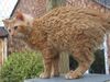 Laperm LH red tabby.jpg
