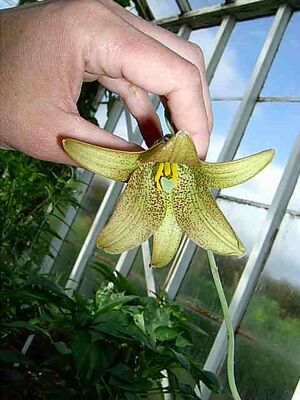 Lilium bakerianum (1).jpg