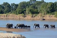 Luangwa River crossing.jpg