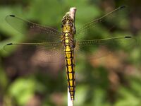 Orthetrum cancellatum top.jpg