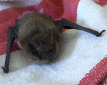 Pipistrellus pygmaeus.jpg