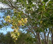 Pithecellobium dulce flowers.JPG