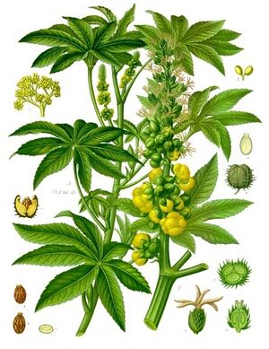Ricinus communis - Köhler–s Medizinal-Pflanzen-257.jpg