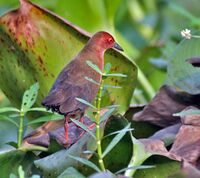 Ruddy-breasted Crake (Porzana fusca) in Kolkata I IMG 2675.jpg