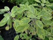 Starr 070906-8852 Salvia officinalis.jpg