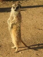Suricata.jpg